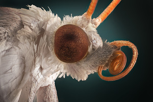 White moth portrait