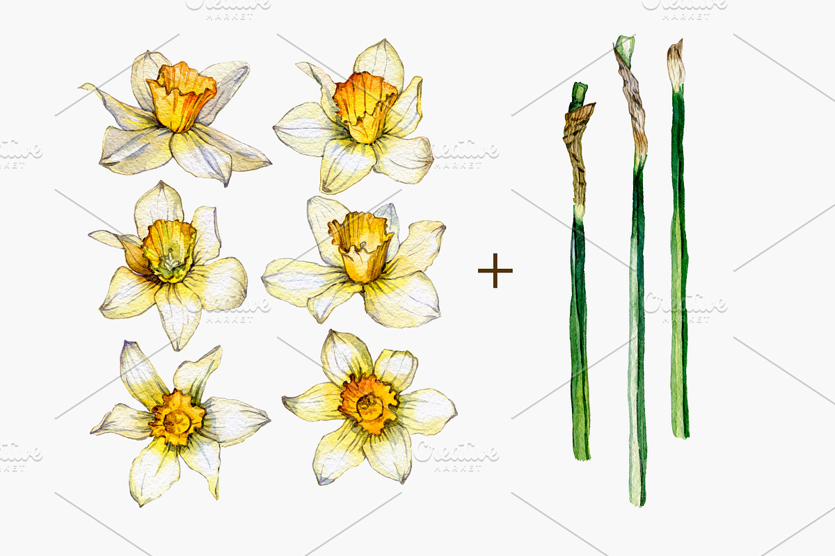 daffodil flower, an Illustration by OlyaSenko (Photo 3 of 7)