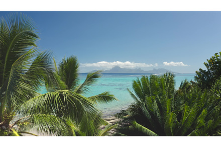 Palm trees framing breathtaking view, a Nature Photo by Goinyk