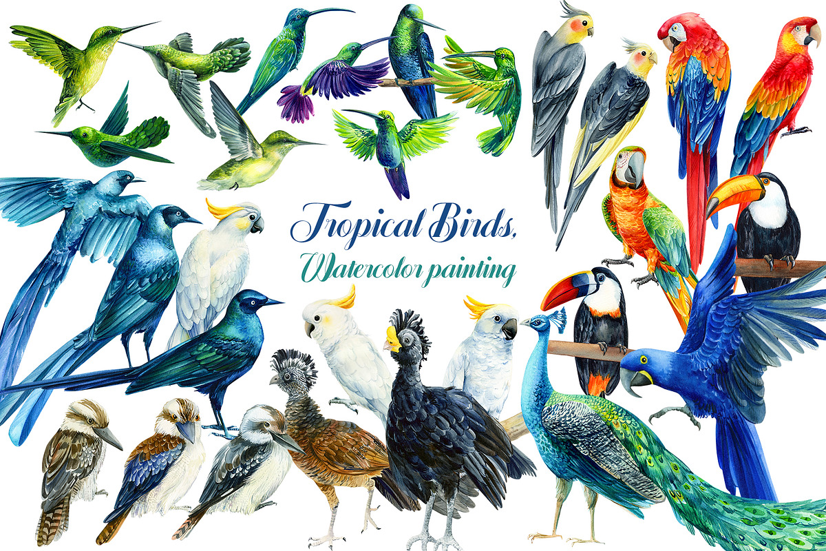 Tropical Birds, Watercolor painting, an Animal Illustration by Hanna Hryharenka (Photo 1 of 13)
