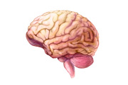 Human Organs Illustration Set, a Healthcare Illustration by Anna Repp Illustration (Thumbnail 2 of 14)
