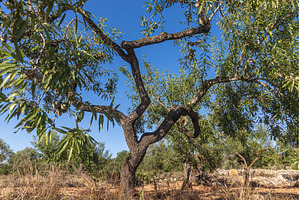 A beautiful almond tree with green, a Nature Photo by Illustrations&photos
