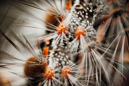 Caterpillar of a Black Spot Moth