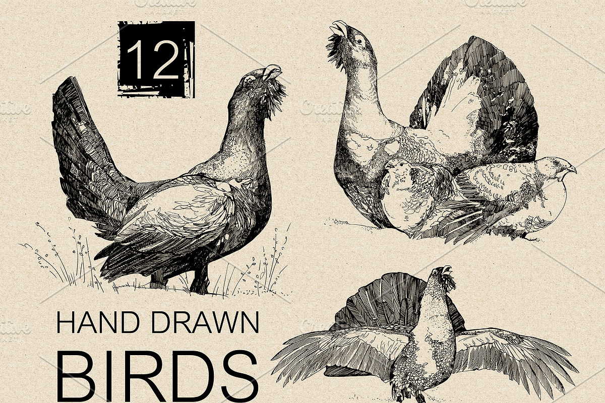 12 Hand drawn birds, an Animal Illustration by Daria Maier (Photo 1 of 5)