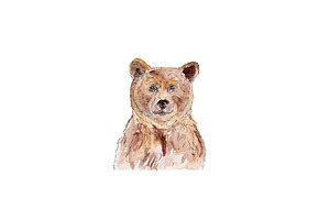 watercolor bear illustration