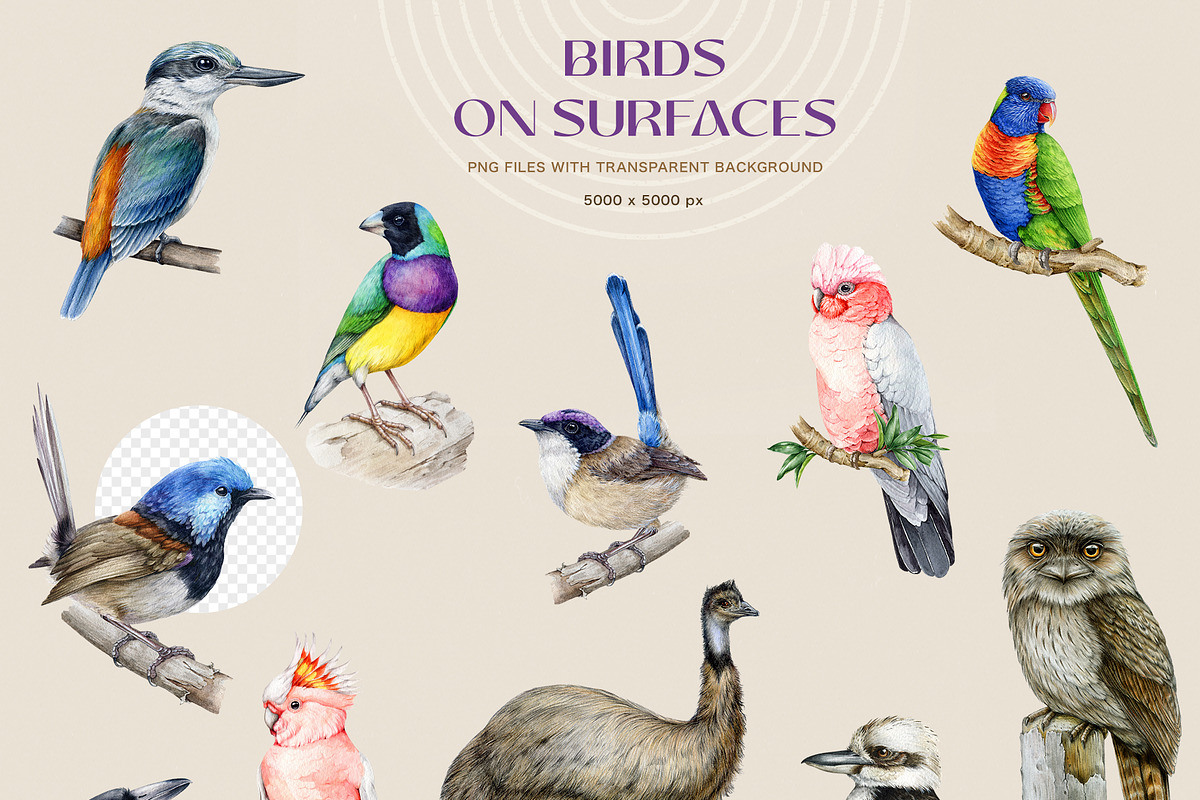 Australia Flora Fauna Clipart, an Animal Illustration by AnitaPol (Photo 14 of 27)