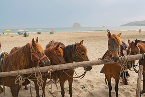Peruvian horses on the ocean beach., a Photo by Pictures for you!!!!!!!!!