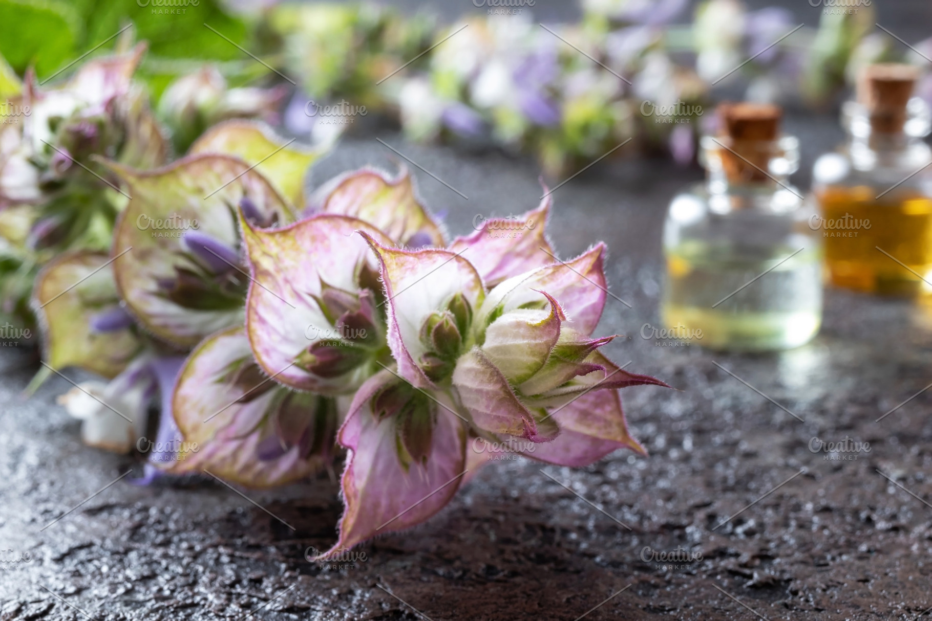 Fresh clary sage plant with bottles, a Health & Medical Photo by Madeleine Steinbach