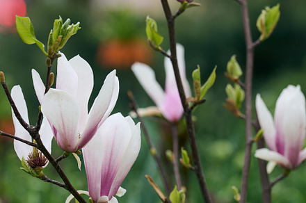 Bush with white magnolias in the park, spring day, a Nature Photo by ndanko