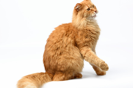 Adult fluffy red cat sitting and rai stock photo containing cat and red, an Animal Photo by ndanko