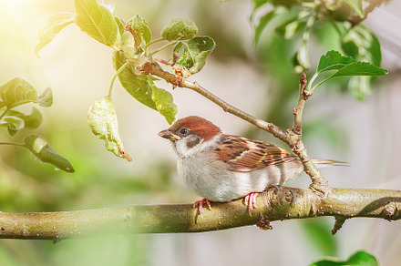 closeup of a House sparrow standing