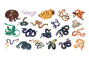Exotic snakes set, seamless patterns, an Animal Illustration by PaperTrident