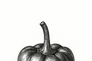 20 Botanical Vegetables Vintage Ink, a Food Illustration by Virgo Studio (Thumbnail 7 of 8)