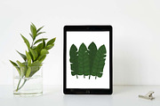 19 Tropical Leaves Foliage Plant, a Decorative Illustration by jongcreative (Thumbnail 4 of 6)