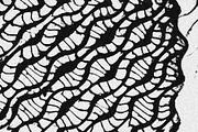 Scales and Fur, a Texture Graphic by Jennifer Lauren Creative (Thumbnail 22 of 26)