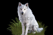 White Dire Wolf Illustration, an Illustration by Kandace Lalo Designs (Thumbnail 5 of 5)