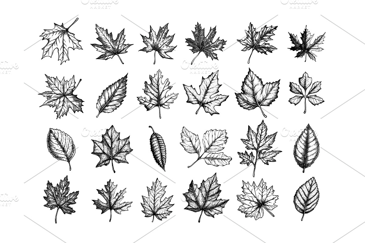 Engraving autumn leaves. Foliage oak, an Object Illustration by Stock-Smart-Start