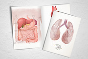 Human Anatomy Watercolor Organs, an Education Illustration by Innerlanel (Thumbnail 3 of 3)