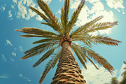 98 Trees view from below, a Nature Photo by Handmadefont (Thumbnail 60 of 98)