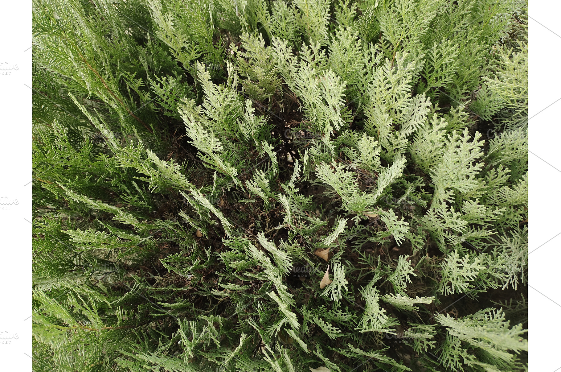 Cypress plants as border grown, a Nature Photo by LogosDen