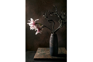 Delicate Magnolia Blooms In Black, a Nature Photo by Natasha Breen