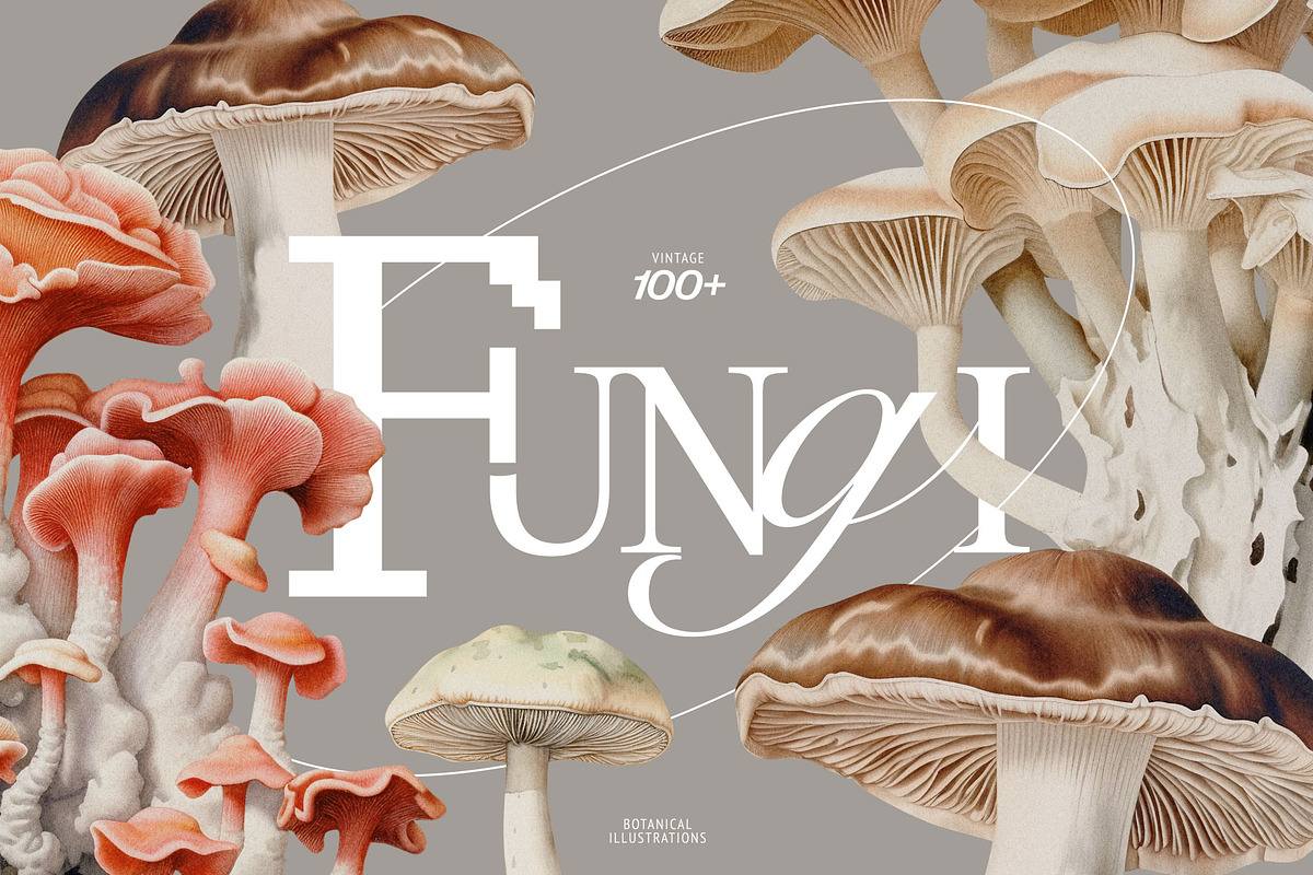 Fungi - botanical illustrations, an Object Graphic by AI Crafted Magnolia (Photo 1 of 13)