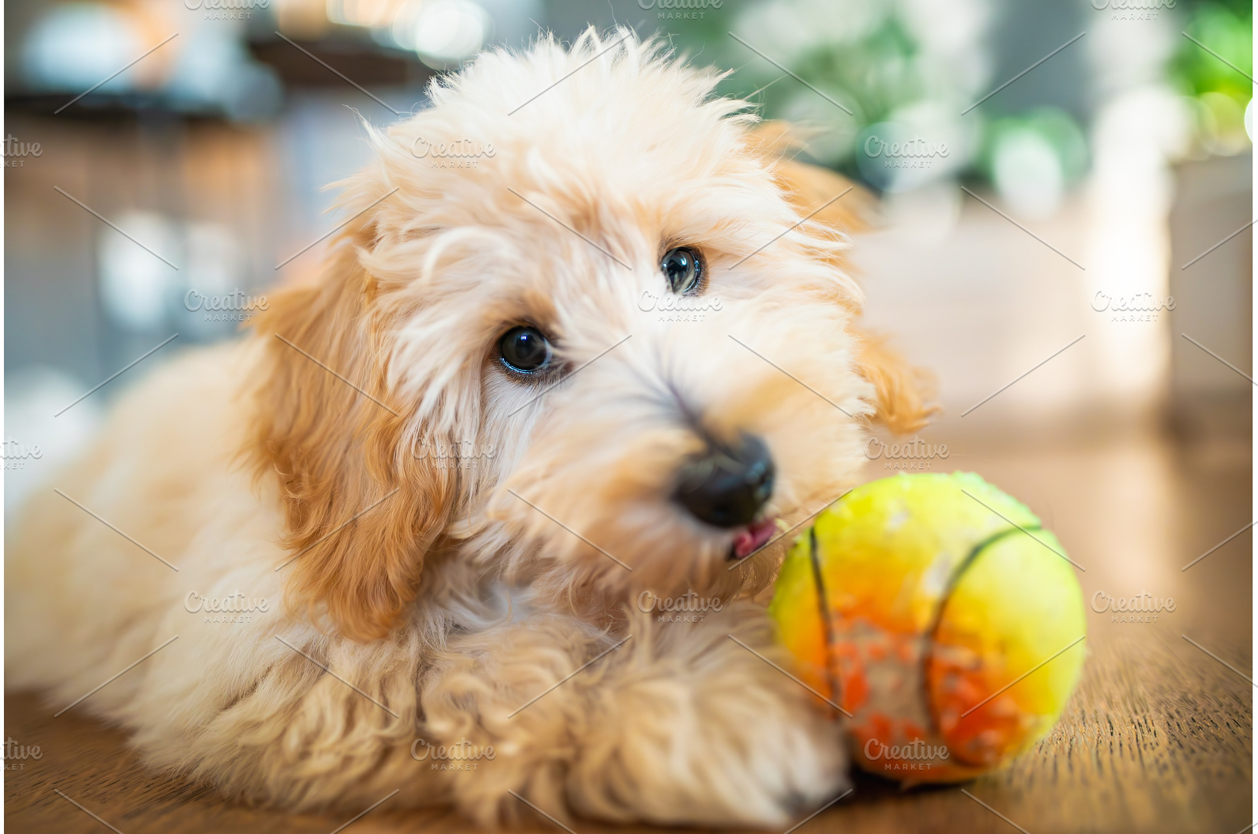 Cute portrait of a fluffy Maltipoo, an Animal Photo by MadPhotos
