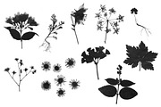 Flower Photoshop brushes, a Brush Add-On by Little Bean (Thumbnail 2 of 8)