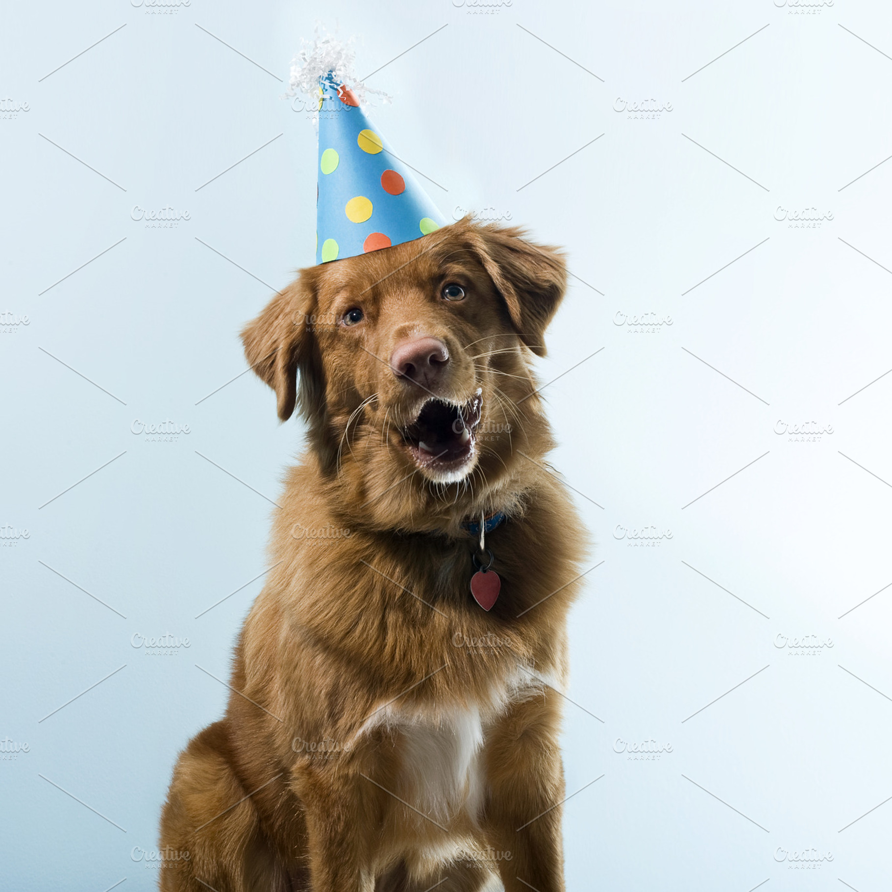 Happy Birthday Dog, a Photo by Tegan Owens Photography