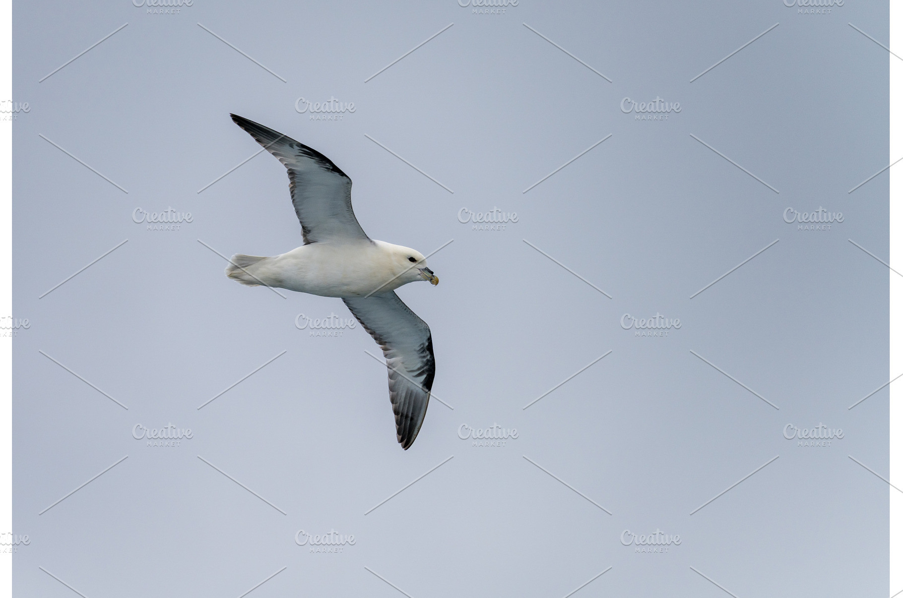 Northern Petrel swoops over the, an Animal Photo by Backyard Stock