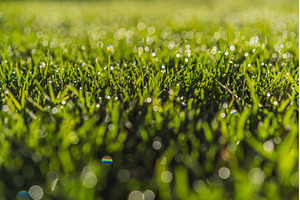 Beautiful macro shot of morning dew, a Nature Photo by Elizaveta Galitskaya