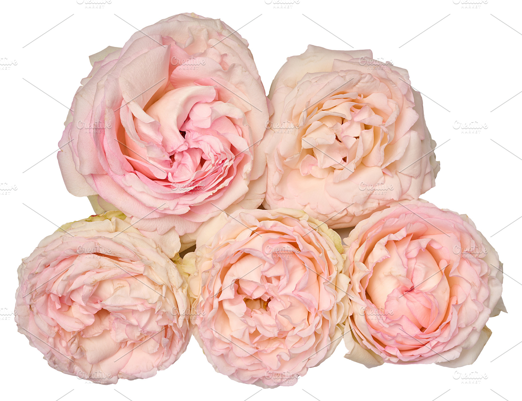 Lush, soft pink peony roses arranged in a neat arrangement again, a Nature Photo by ndanko