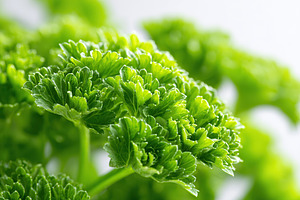 Macro shot showcasing the intricate details of curly parsley leaves in vibrant, a Food & Drink Photo by AlyaAnd