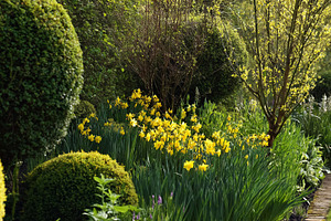 English country garden border in spring with yellow daffodils bl, a Photo by Studio ANNA