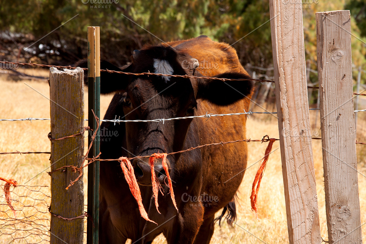 Cow Stock Bundle, an Animal Photo by r.r.palacios (Photo 6 of 14)