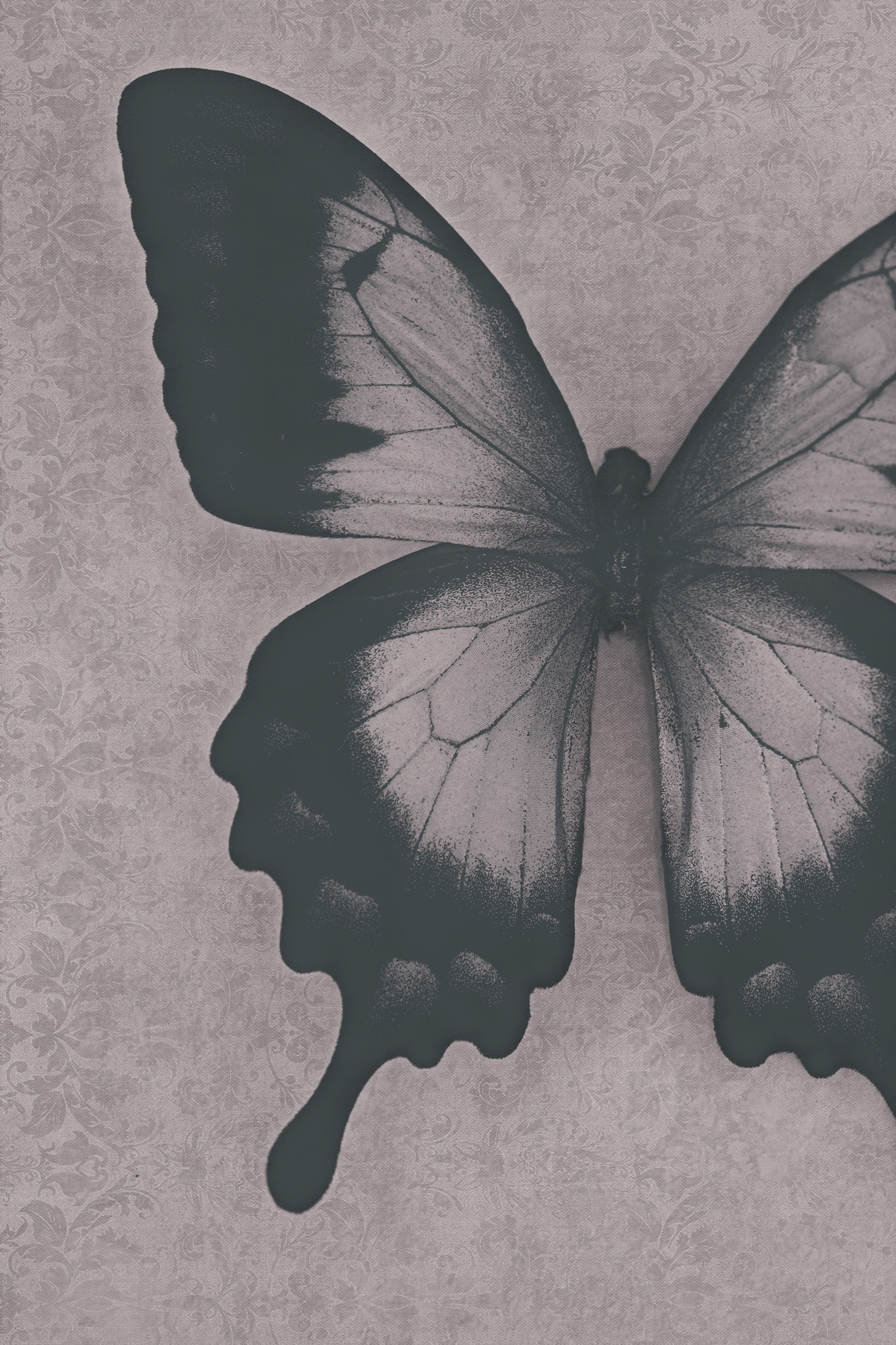 Damask Butterfly, an Animal Photo by Jessica Torres