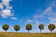 Trees against the sky. Sunny day. preview 2