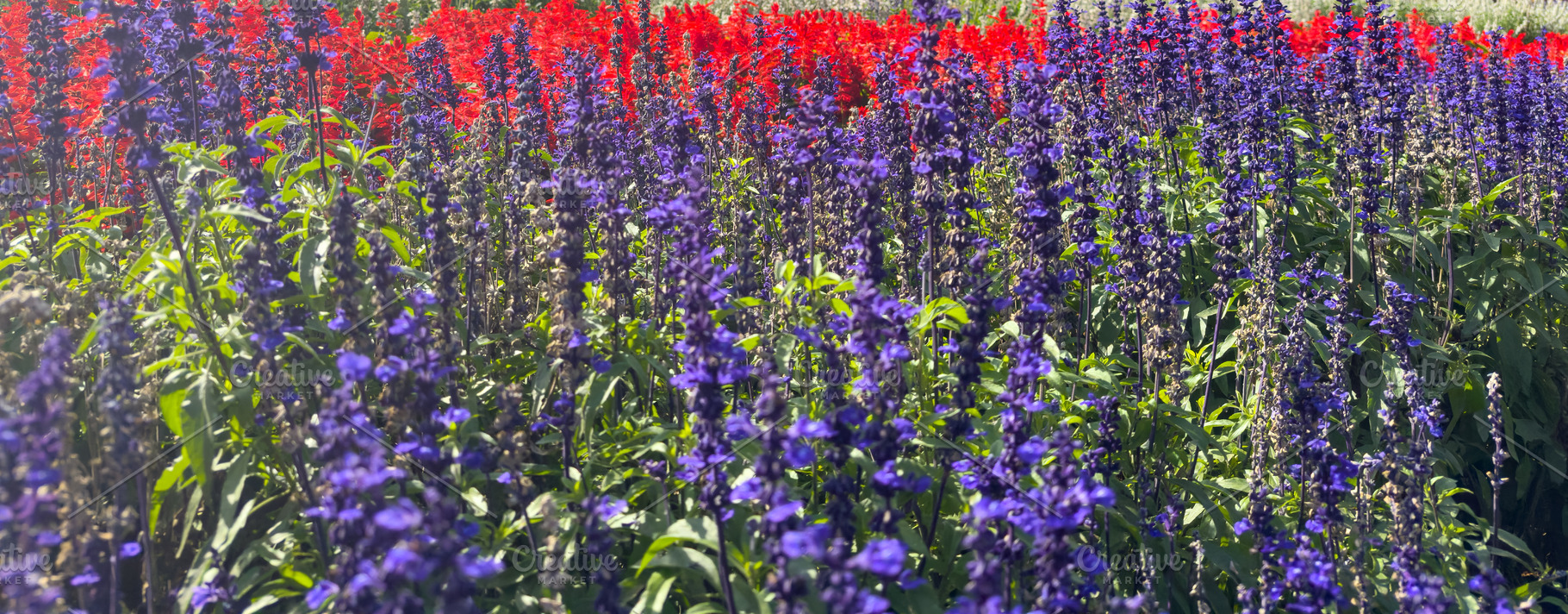 Salvia And Cockscomb Flowers Garden Background, a Nature Photo by THP Creative