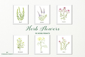 Watercolor Herb Flower Clipart