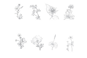 Floral Wild Flower Set 1 Procreate