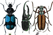 Vintage Beetles Set 2, a Graphic by Digital Vintage (Thumbnail 2 of 2)