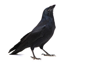 Common Raven on white