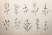 Botanical Illustrations Vector Set, a Decorative Illustration by Greta Ivy (Thumbnail 8 of 8)