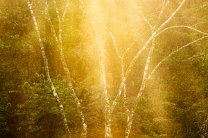 Tranquil Forest Tree Background, a Nature Photo by THP Creative