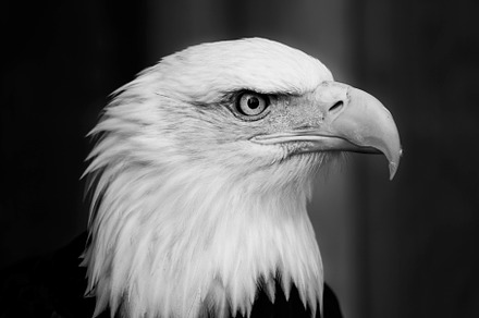 Close-up of a Bald Eagle, an Animal Photo by Charly King