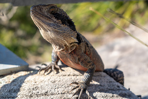 Eastern water dragon basking on a rock at Manly Beach, Sydney, an Animal Photo by GoodGoods