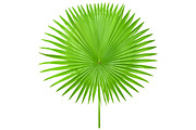 Palm Leaves Isolated, an Object Graphic by pixelworkz (Thumbnail 2 of 7)