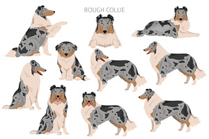 Rough Collie Clipart