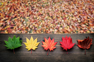 Maple leaves arranged from green to brown,representing change,, a Photo by salmon.black