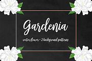 Gardenia Flower Clipart, an Illustration by Anis Illustration (Thumbnail 1 of 3)